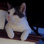 Profile Picture of Buddy Farmer (@buddy.the.cat828) on Instagram