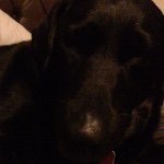 Sasha Pearson - Instagram Profile Picture of Sasha Pearson (@sasha_the_dog_123) on Instagram