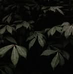 Profile Picture of James Shadey (@James-Shadey) on Facebook