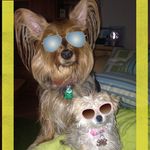 Profile Picture of Sasha Wiles (@aries_the_morkie_rudy_silky) on Instagram
