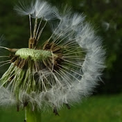 Profile Picture of Aurelia Brown (@aureliabrown88) on Youtube