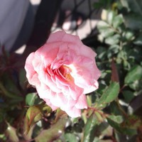 Profile Picture of Autumn Goodman (@autumn-goodman-5) on Quora