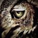 Profile Picture of Benjamin Ruppel (@BittenLizard) on Pinterest