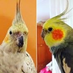 Profile Picture of Adrien Cormier (@kukunary) on Instagram