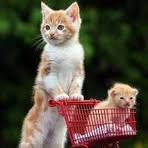 Profile Picture of John Iavarone (@jsicolts) on Facebook