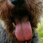 Profile Picture of Graham Rigby (@rigby_graham) on Instagram