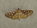 Profile Picture of Cotachena histricalison Wikipedia