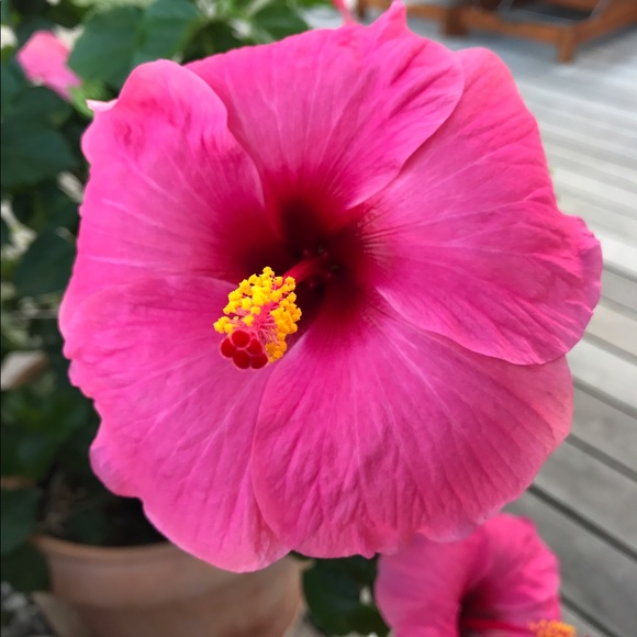 Profile Picture of Stanette Kirchhof (@jadore10) on Poshmark