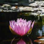 Profile Picture of john pringle (@john.pringle1) on Instagram