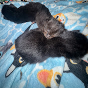 Profile Picture of George Lopez (@SRYmusicisreal) on Youtube