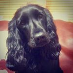 Profile Picture of Ruth Grant (@harleyspaniel2006) on Instagram