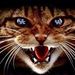 Profile Picture of Ruby Butcher (@Rubutcher) on Pinterest