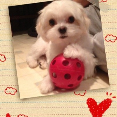 Profile Picture of Candy Liu (@CandyliuC) on Twitter