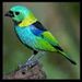 Profile Picture of anuj dalal (@anujdalal345) on Pinterest