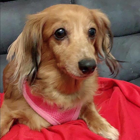 Profile Picture of Sandra Almonte (@sandraalmonte67) on Poshmark