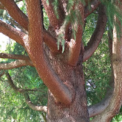 Profile Picture of Colin Bradbury (@Cokercole) on Youtube