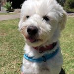 Profile Picture of Jesse (@jesse.scanlan) on Instagram
