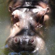 Profile Picture of Flora Stanley (@florastanley) on Pinterest