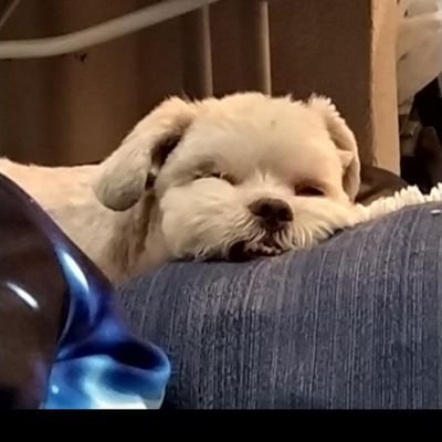 Wellington Thomas Zanotti - Twitter Profile Picture of Wellington Thomas Zanotti (@ZanottiThomas) on Twitter