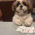 Profile Picture of Annie Nguyen (@annievu2) on Flickr