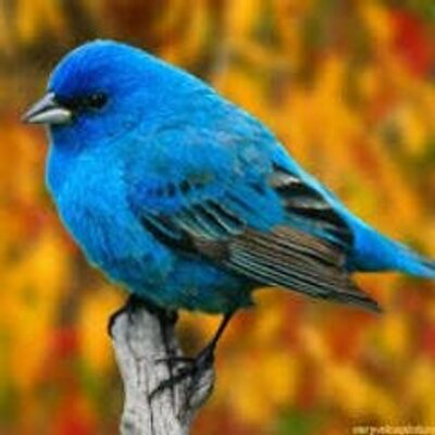 Profile Picture of Mohd Othman (@mohdothman7) on Twitter