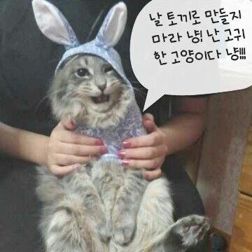 Profile Picture of Bora Moon (@suroob) on Twitter