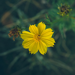 Profile Picture of Tran Nguyen Hue (@por.huetran) on Flickr