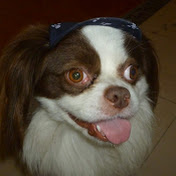 Profile Picture of Zemper Canino (@zempercanino1885) on Youtube