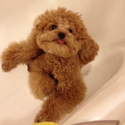 Profile Picture of Ho Chien CHUN (@joy_chien) on Twitter