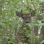 Profile Picture of Andrew Bachman (@andrewbachman8972) on Youtube