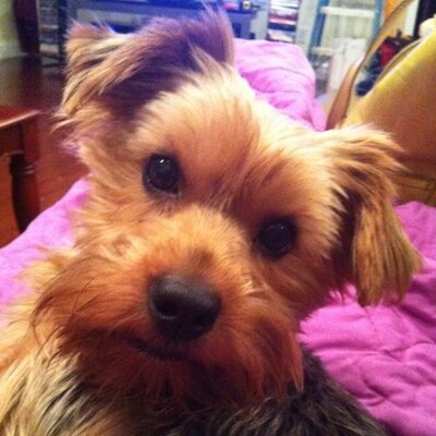 Profile Picture of Amber Nealey (@acooper07) on Twitter