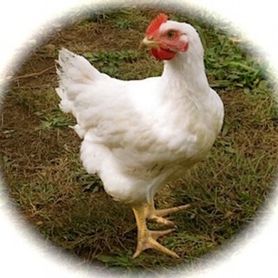 Profile Picture of David Henschel (@david_henschel) on Twitter