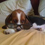 Profile Picture of Bob Marshall-Venter (@bobbasset12) on Instagram