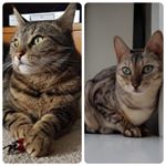 Profile Picture of Luna&Ray (@whiskers_and_mittens) on Instagram