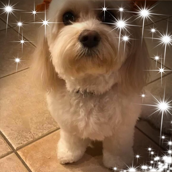 Profile Picture of Stephanie Liakos (@smdliakos) on Poshmark