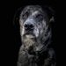 Profile Picture of Kyle Scherrer (@scherre26) on Pinterest