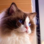 Profile Picture of FORESTCAT ◡̈ (@forest__cats) on Instagram