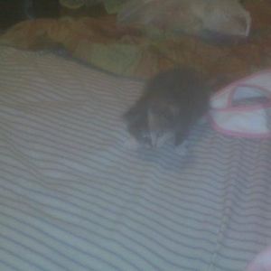 Profile Picture of Makayla Franklin (@156807614) on Myspace