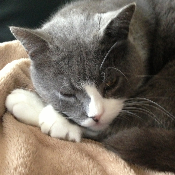 Profile Picture of Diane Saldo (@dsaldo) on Poshmark