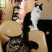 Profile Picture of Jacques Kiti And Betty Bandit (@JacquesandBetty) on Twitter