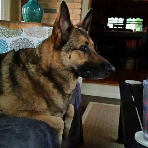 Profile Picture of Bobbi Huffman (@bobbren) on Poshmark