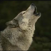 Profile Picture of AJ Wolfe (@ajwolfe4203) on Youtube