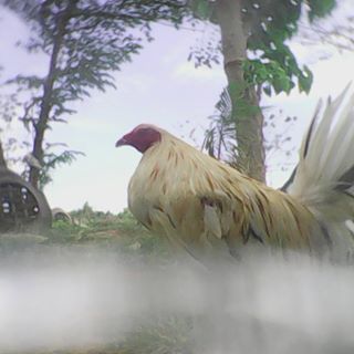 Alexander Delapena - Facebook Profile Picture of Alexander Delapena (@alexander.delapena.906) on Facebook