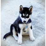 Profile Picture of Arya Alcala Funari (@1andonlyarya) on Instagram