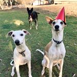 Profile Picture of COLIN & IVY + MONTE 🐾 (@colin.ivy.monte) on Instagram