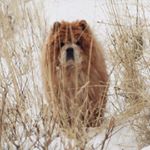 Profile Picture of Julia the Chow (@the_julia_chow) on Instagram