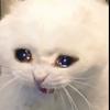 Profile Picture of Matthew Ochs (@@matthewochss) on Tiktok