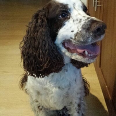 Profile Picture of Jasper Campbell (@JaspTheDug) on Twitter