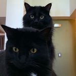 Profile Picture of Link in bio (@jess.ablang) on Instagram