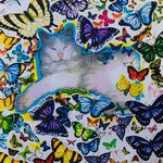 Profile Picture of Barry Starkel (@barry.starkel61) on Instagram